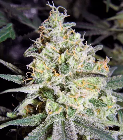 Wappa (Paradise Seeds) Cannabis-Samen