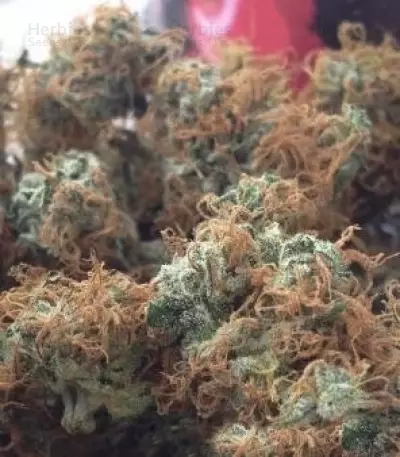 Bubblegum XL (RQS) Cannabis-Samen