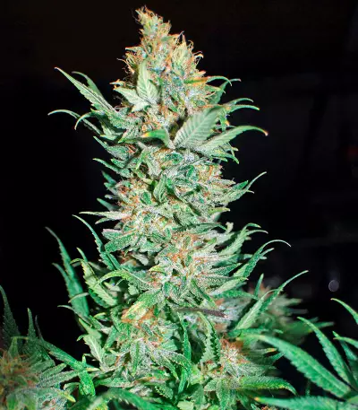 Critical Jack (Dinafem Seeds) Cannabis-Samen
