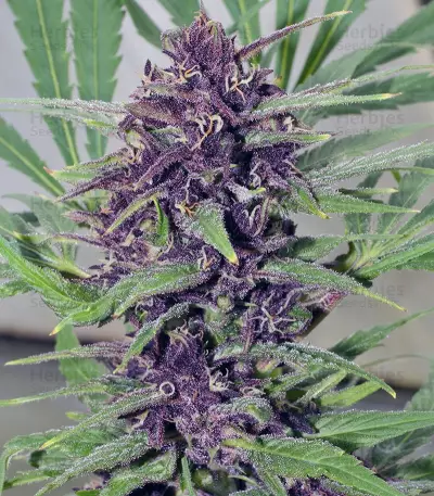 Frisian Dew (Dutch Passion) Cannabis-Samen
