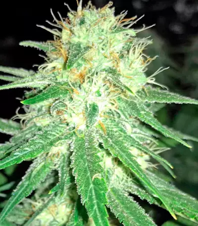 Original Amnesia (Dinafem Seeds) Cannabis-Samen