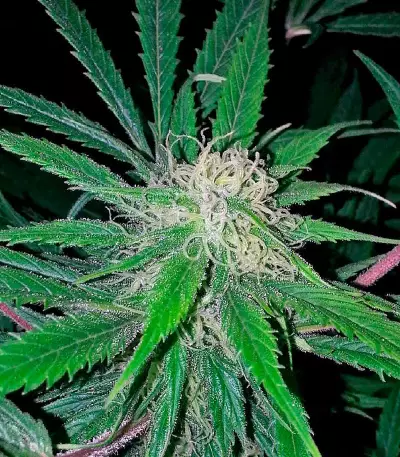 Pakistan Valley (World of Seeds) Cannabis-Samen