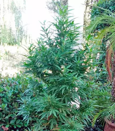South African Kwazulu cannabis strain