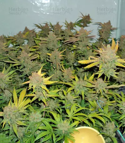 Wild Thailand (World of Seeds) Cannabis-Samen