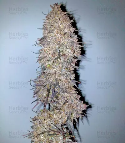 Ketama (World of Seeds) Cannabis-Samen