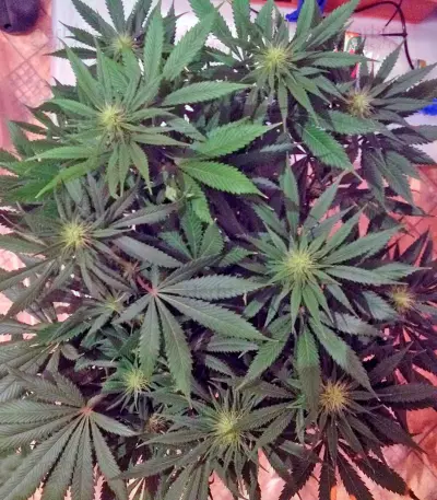 King’s Kush (GHS) Cannabis-Samen