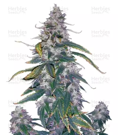 Morning Glory (Barney's Farm) Cannabis-Samen