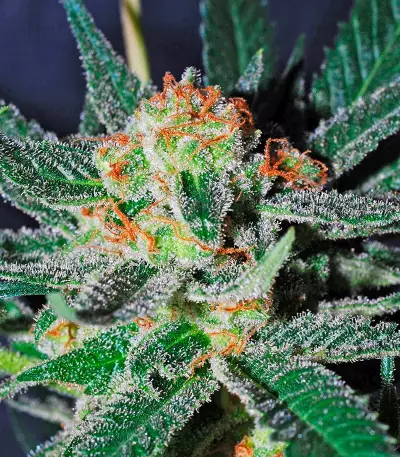 Amnesi-K Lemon strain