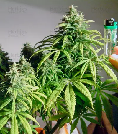 Amnesia Lemon (Barney's Farm) Cannabis-Samen