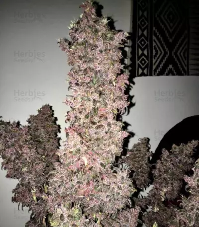 Blackberry Auto feminisierte Samen (Fast Buds)