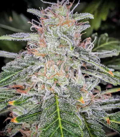 Blue Dream'matic Auto strain