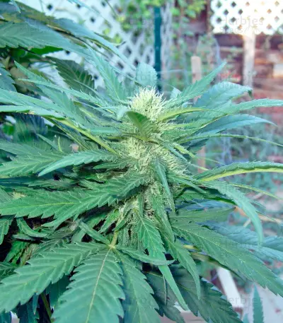 Brazil Amazonia (World of Seeds) Cannabis-Samen