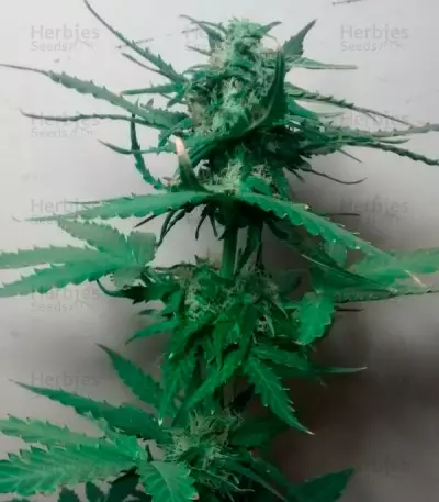 Critical Jack Herer Auto (Delicious Seeds)