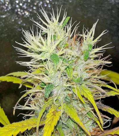 Kali Mist regular (Serious Seeds) Cannabis-Samen