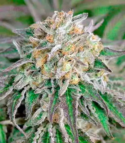 Lost Coast Skunk Auto (Humboldt Seeds Organization) Cannabis-Samen