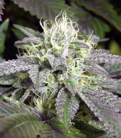 Remo Chemo (Dinafem Seeds) Cannabis-Samen