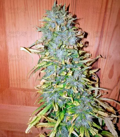 Satori regular (Mandala Seeds) Cannabis-Samen