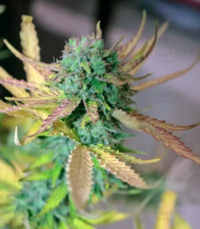 Cream Mandarine XL Auto (Sweet Seeds)