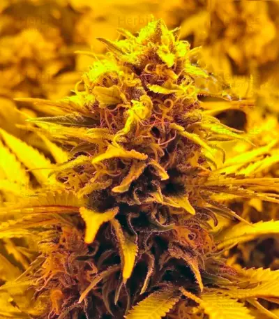 Red Dragon (Barney's Farm) Cannabis-Samen