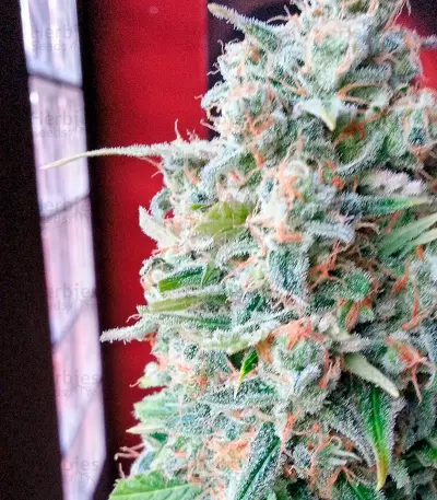 Afghan Kush X Skunk (World of Seeds) Cannabis-Samen