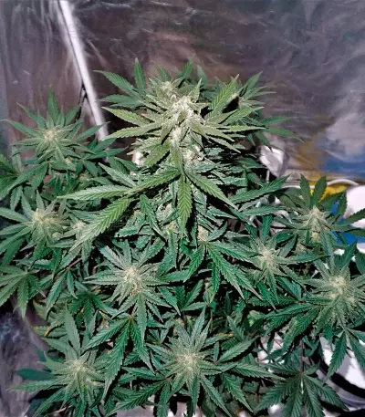 Auto Whiteberry (Paradise Seeds) Cannabis-Samen