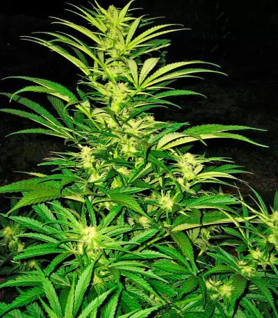 Critical Mass CBD (Dinafem Seeds) Cannabis-Samen