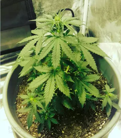 Northern Lights Auto (Vision Seeds) Cannabis-Samen