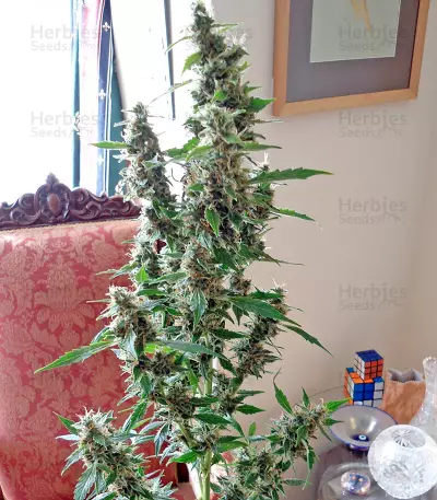 Wipeout Express Auto (Heavyweight Seeds) Cannabis-Samen