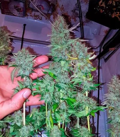 Acid (Paradise Seeds) Cannabis-Samen
