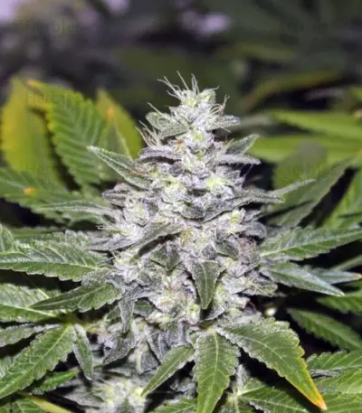 Cream Mandarine Auto (Sweet Seeds)