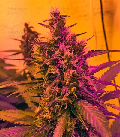 Green Poison Auto (Sweet Seeds) Cannabis-Samen