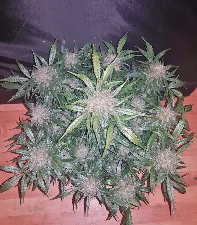 King’s Kush Auto (GHS) Cannabis-Samen