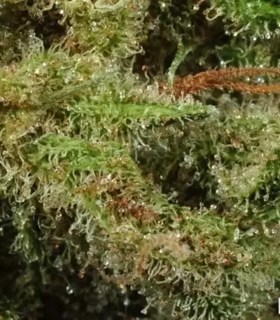 Super Lemon Haze (GHS)
