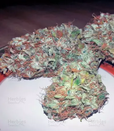 American Pie (Pyramid Seeds) Cannabis-Samen