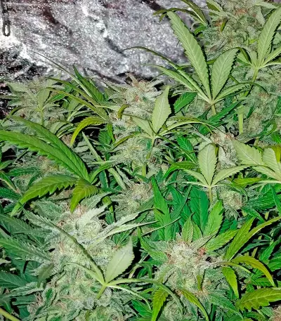 Blue Dream Auto (Humboldt Seeds Organization) Cannabis-Samen