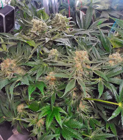 CBD Skunk Haze (Dutch Passion) Cannabis-Samen