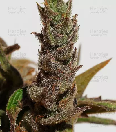 Cannatonic regular (Resin Seeds) Cannabis-Samen