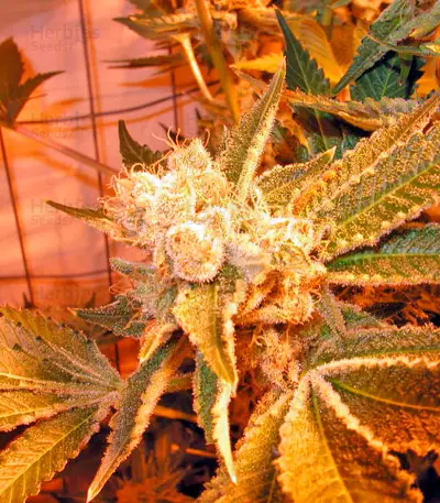 Dr. Greenthumb’s Em-Dog by B-Real (Humboldt Seeds Organization) Cannabis-Samen