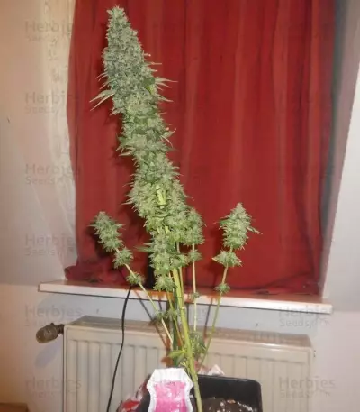 Fruit Spirit (RQS) Cannabis-Samen