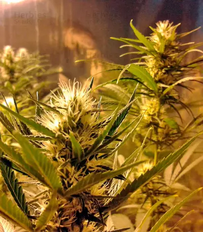 Kilimanjaro (World of Seeds) Cannabis-Samen
