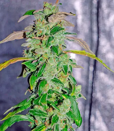 Massive Midget Auto (Heavyweight Seeds) Cannabis-Samen