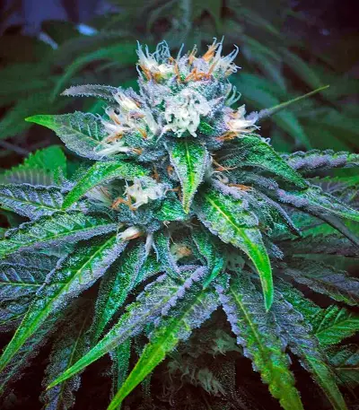 Master Kush (Nirvana Seeds) Cannabis-Samen