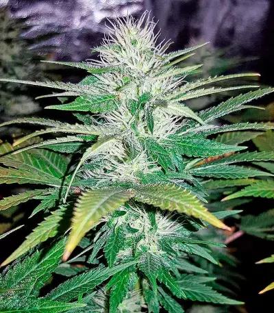 Northern Light (Nirvana Seeds) Cannabis-Samen