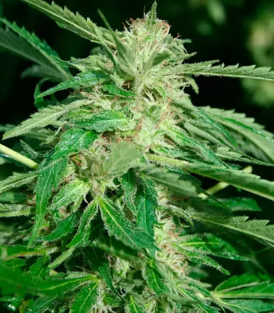 Papa's Candy (Eva Seeds) Cannabis-Samen