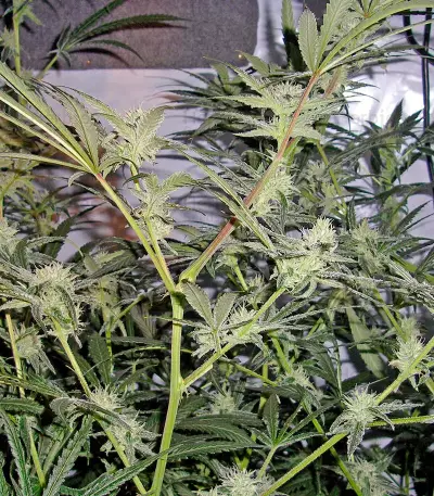 Trainwreck regular (Humboldt Seeds Organization) Cannabis-Samen