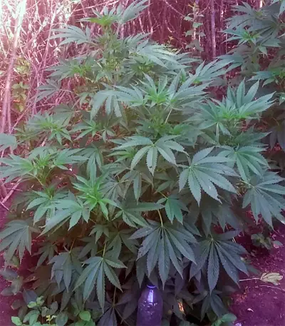 Kaia Kush (GHS) Cannabis-Samen