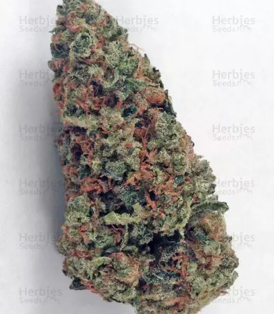 King’s Kush (GHS) Cannabis-Samen