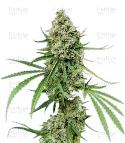 Critical + (Dinafem Seeds) Cannabis-Samen
