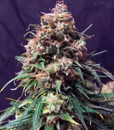 Auto Glueberry O.G. feminisierte Samen