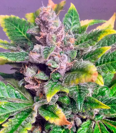 Afghan Kush Special (World of Seeds) Cannabis-Samen